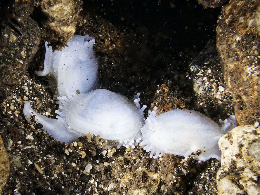 Scintilla sp. 2